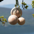 YY Vertical Climbing Balls 12cm