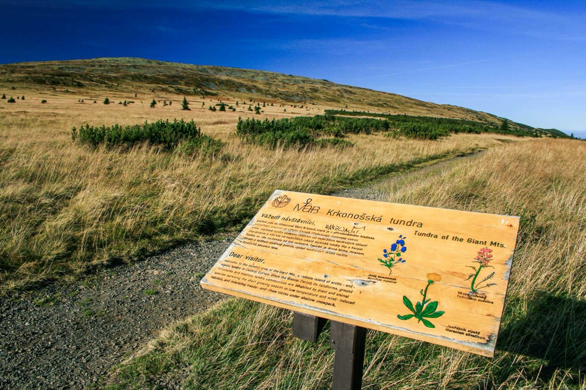 Naučná tabule Krkonošská tundra u štěrkové cesty přes travnatou planinu s kosodřevinou
